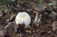 Megacollybia platyphylla image