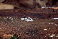 Ceratiomyxa fruticulosa var. fruticulosa image