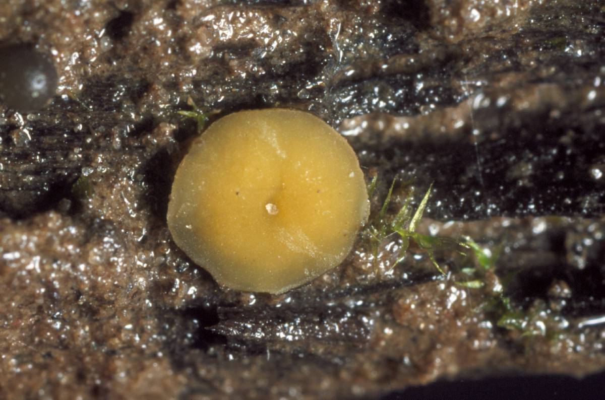 Mollisia ventosa image