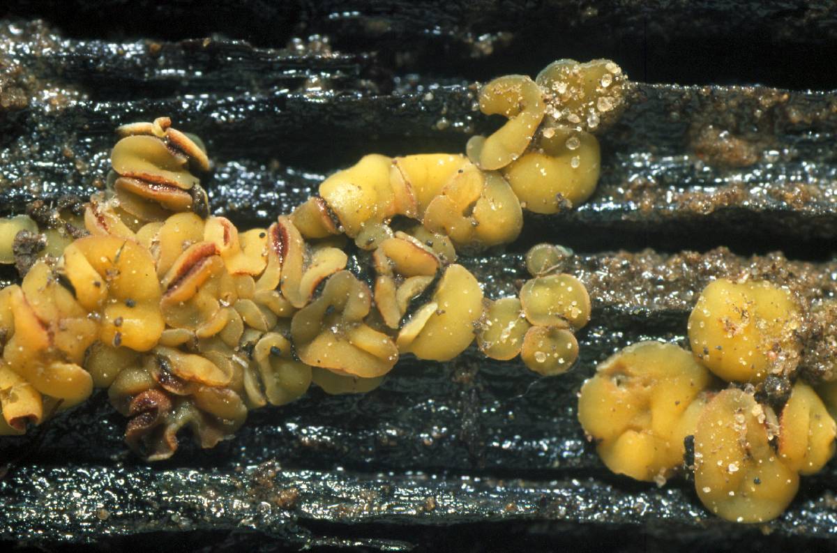 Mollisia ventosa image