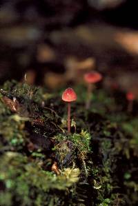 Mycena sanguinolenta image