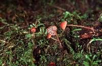 Mycena sanguinolenta image