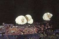 Crepidotus applanatus image
