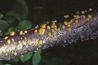 Dacrymyces stillatus image