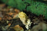 Ramaria conjunctipes image