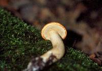 Leccinum insigne image