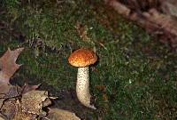 Leccinum insigne image