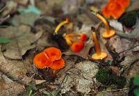 Hygrocybe squamulosa image