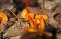 Hygrocybe squamulosa image