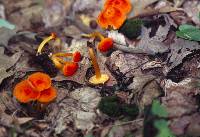 Hygrocybe squamulosa image