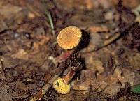 Boletus chrysenteron image