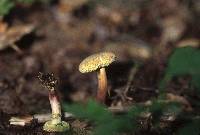 Boletus chrysenteron image