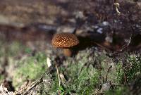 Boletellus chrysenteroides image