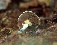 Agaricus silvicola image