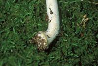 Agaricus silvicola image