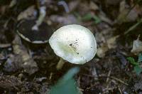 Agaricus silvicola image