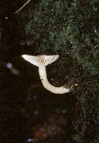 Lactarius griseus image