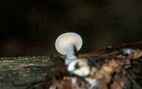 Clitocybe odora image