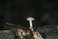 Clitocybe odora image