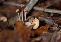 Gymnopus confluens image