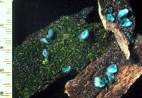 Chlorociboria aeruginascens image