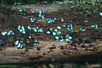 Chlorociboria aeruginascens image