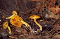 Suillus americanus image