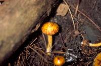 Suillus americanus image
