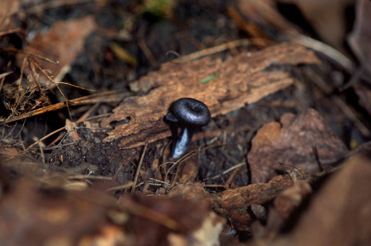 Leptonia parva image