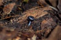 Leptonia parva image