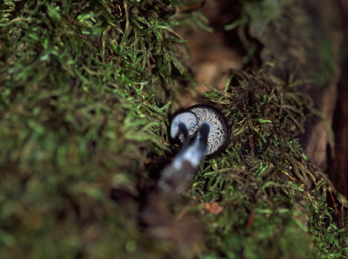 Leptonia parva image