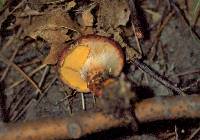 Suillus pictus image