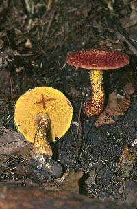 Suillus pictus image