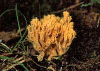 Ramaria flava image