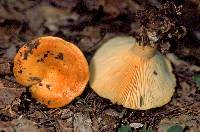 Lactarius croceus image