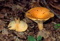 Lactarius croceus image