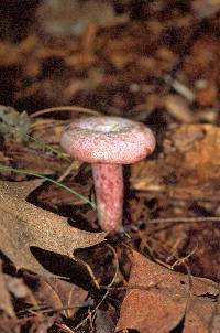 Lactarius subpurpureus image