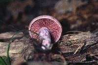 Lactarius subpurpureus image