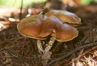 Suillus salmonicolor image