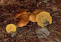 Suillus salmonicolor image