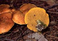 Suillus salmonicolor image