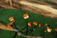 Marasmius siccus image