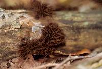 Stemonitis splendens image