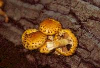 Pholiota limonella image