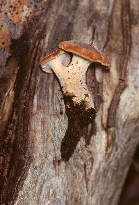 Polyporus radicatus image