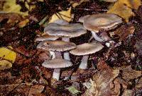 Cortinarius alboviolaceus image