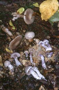 Cortinarius alboviolaceus image