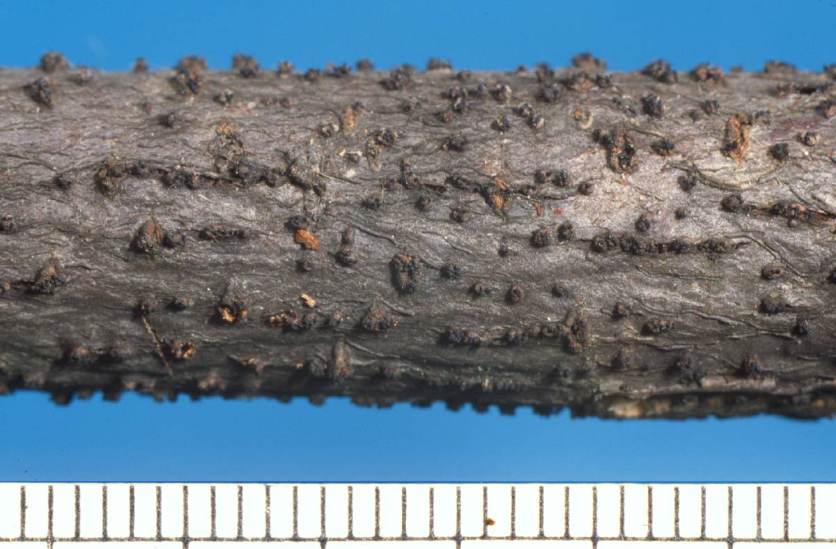 Eutypella leprosa image