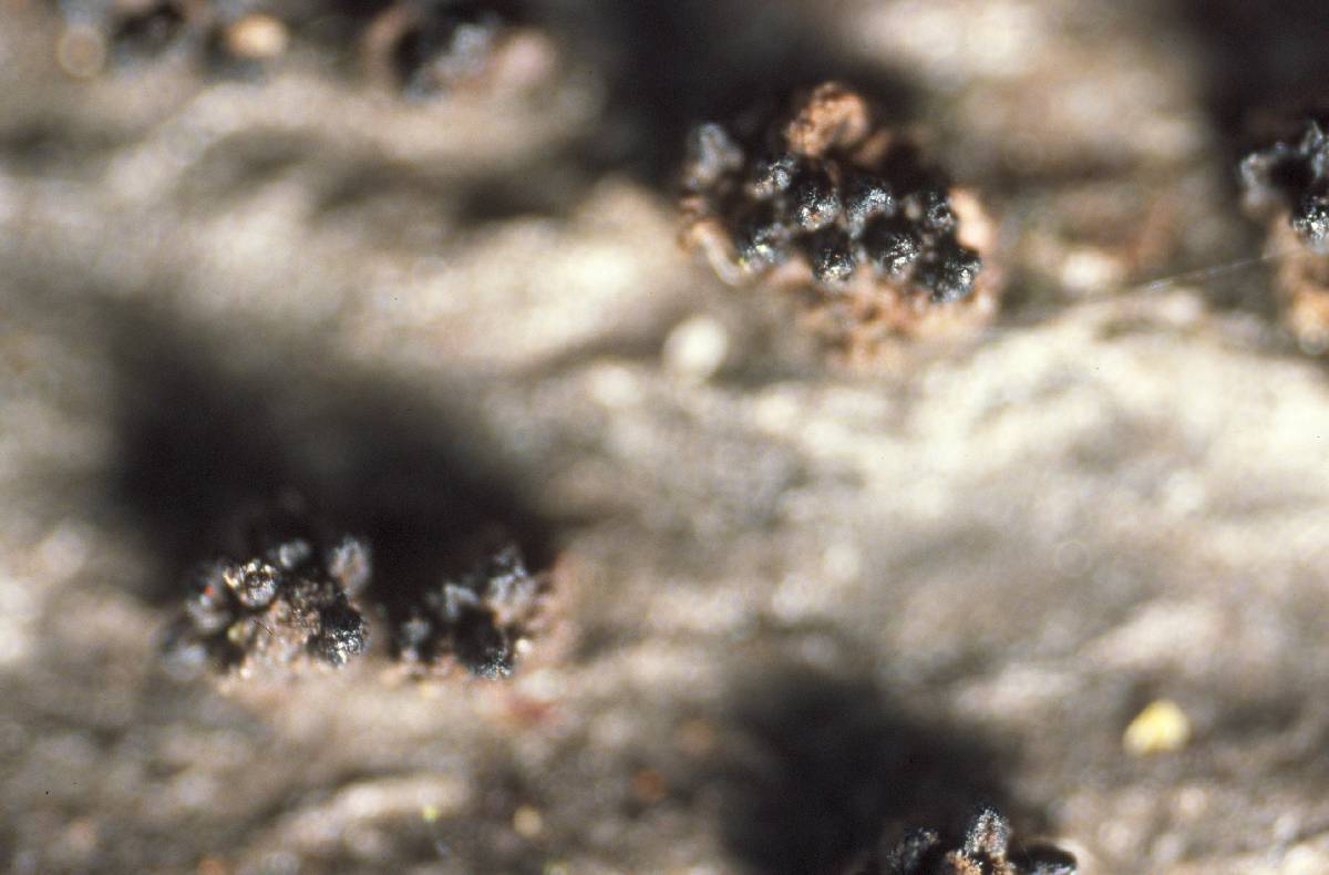 Eutypella leprosa image