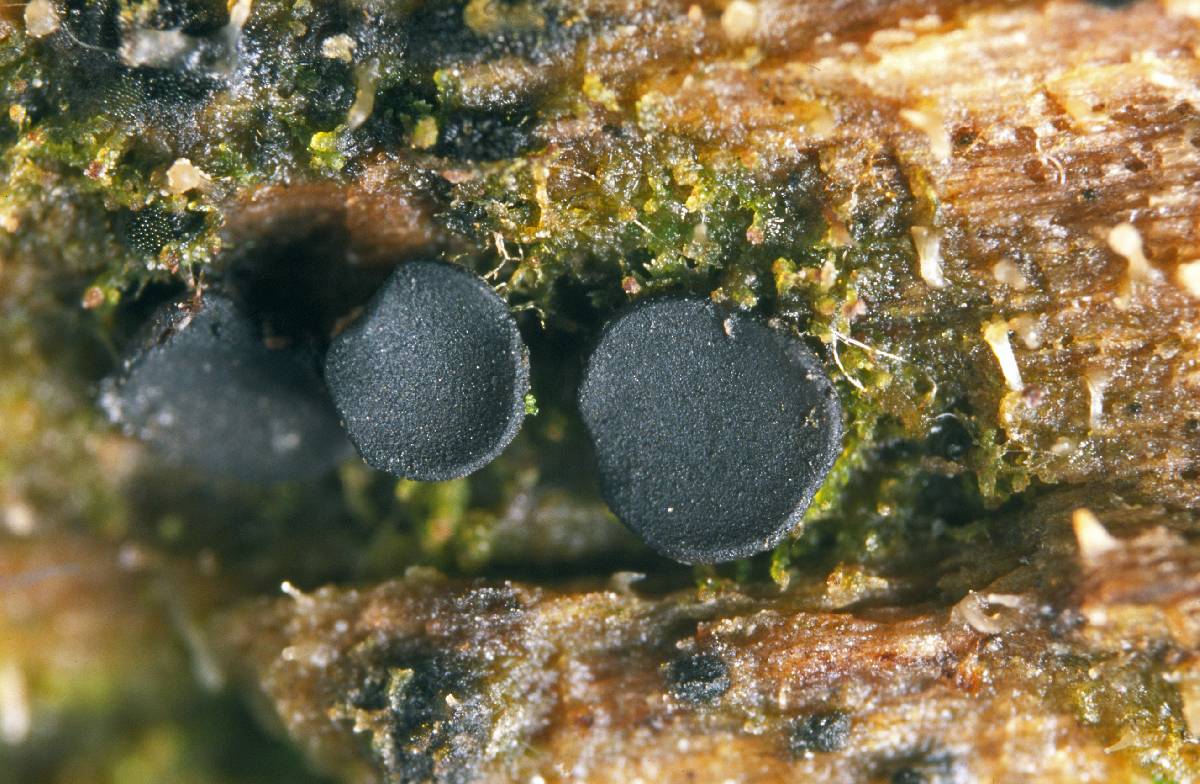 Rhizodiscina lignyota image